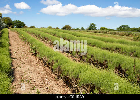 L'agriculture de lavande sur le channel islands Banque D'Images