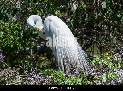 Une grande aigrette (Ardea alba) en plumage nuptial complet à la rookerie. Île haute, Texas, USA. Banque D'Images