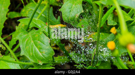 Gouttes de pluie sur une toile d'araignée dans la forêt(soft focus) Banque D'Images