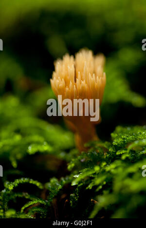 Ramaria détail de champignon macro dans forêt automne saison Banque D'Images