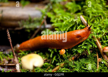 Arion rufus limace rouge nature visqueux vert sauvage lente Banque D'Images