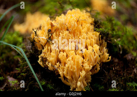 Ramaria détail de champignon macro dans forêt automne saison Banque D'Images