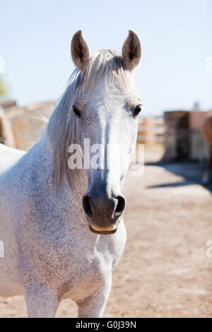 Belle pura raza espanola pre cheval andalou Banque D'Images