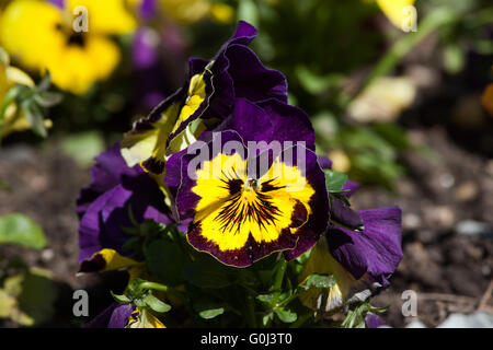 Jardin pansy (Viola tricolor var. hortensis). Banque D'Images