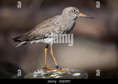 Chevalier gambette (Tringa totanus) au Zoo de Dresde, Saxe, Allemagne. Banque D'Images