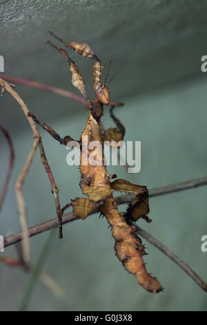 Le figuier géant (Extatosoma tiaratum phasme), également connu sous le nom de l'Australian bâton de marche au Zoo de Dresde, Saxe, Allemagne. Banque D'Images