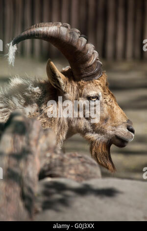 Tur du Caucase de l'Ouest (Capra caucasica), également connu sous le nom de West Caucasian ibex à Dresde, Saxe, Allemagne Zoo. Banque D'Images