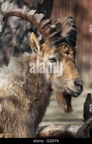 Tur du Caucase de l'Ouest (Capra caucasica), également connu sous le nom de West Caucasian ibex à Dresde, Saxe, Allemagne Zoo. Banque D'Images