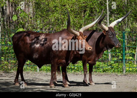 Ankole-Watusi watusi (Bos taurus), également connu sous le nom de Longhorn Ankole au Zoo de Dresde, Saxe, Allemagne. Banque D'Images