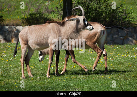 L'antilope rouanne (Hippotragus equinus) au Zoo de Dvur Kralove, République tchèque. Banque D'Images