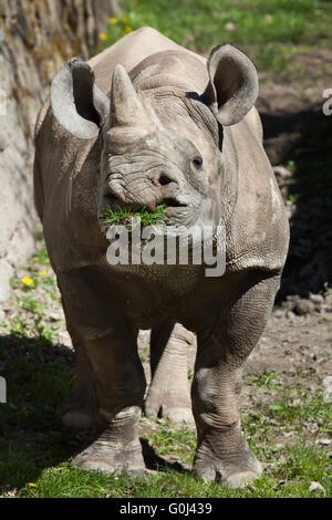 Le rhinocéros noir (Diceros bicornis) au Zoo de Dvur Kralove, République tchèque. Banque D'Images