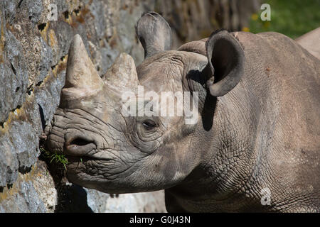 Le rhinocéros noir (Diceros bicornis) au Zoo de Dvur Kralove, République tchèque. Banque D'Images