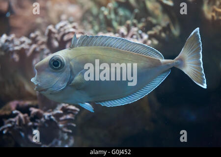 Bluespine goldfish (Naso unicornis), également connu sous le nom de court-nez goldfish au Zoo de Dvur Kralove, République tchèque. Banque D'Images