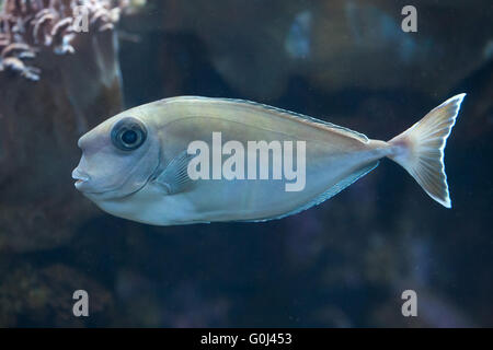 Bluespine goldfish (Naso unicornis), également connu sous le nom de court-nez goldfish au Zoo de Dvur Kralove, République tchèque. Banque D'Images