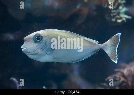 Bluespine goldfish (Naso unicornis), également connu sous le nom de court-nez goldfish au Zoo de Dvur Kralove, République tchèque. Banque D'Images