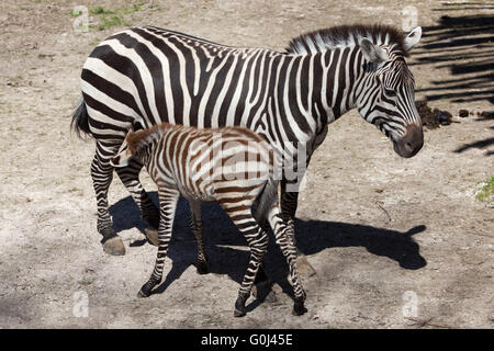 Le zèbre de Grant (Equus quagga boehmi) allaitant son poulain au Zoo de Dvur Kralove, République tchèque. Banque D'Images