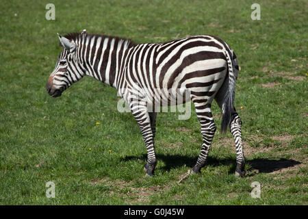 Le zèbre de Grant (Equus quagga boehmi) au Zoo de Dvur Kralove, République tchèque. Banque D'Images