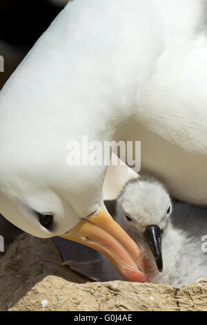 Albatros à sourcils noirs Thalassarche melanophris, hot & chick dans nid de boue, Steeple Jason Island, îles Falkland en décembre. Banque D'Images