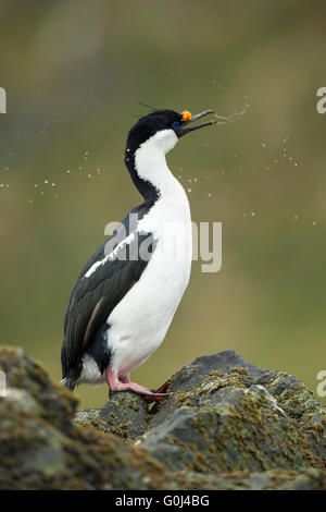 Shag Phalacrocorax atriceps impériale, secouant la tête et pulvériser de l'eau, Cooper Bay, la Géorgie du Sud en janvier. Banque D'Images