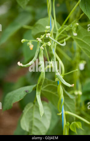 Haricots verts frais plante en gros plan macro jardin en été Banque D'Images