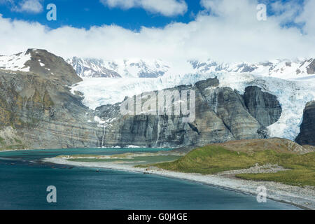 Vue paysage de glaciers, de montagnes et la reproduction des colonies de pingouins, Gold Harbour, la Géorgie du Sud en janvier. Banque D'Images