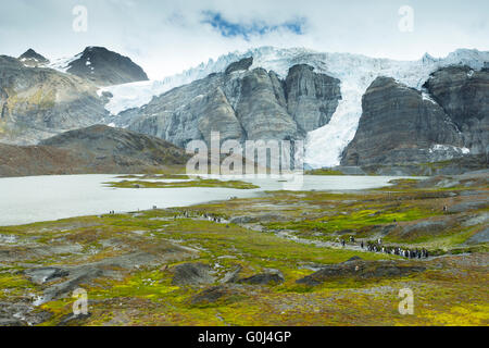 Vue paysage de glaciers, de montagnes et la reproduction des colonies de pingouins, Gold Harbour, la Géorgie du Sud en janvier. Banque D'Images