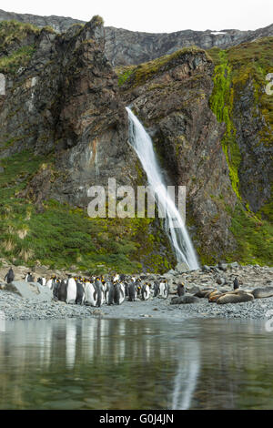 Manchot royal Aptenodytes patagonicus, adultes en mue en piscine d'eau douce par cascade, la baie d'Hercule, la Géorgie du Sud en décembre. Banque D'Images