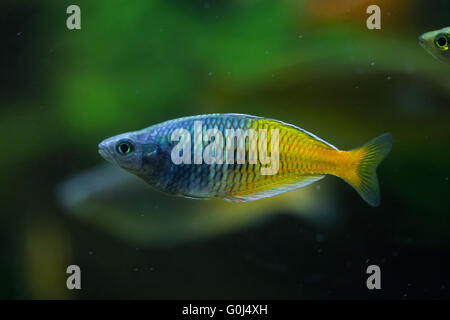 L'Boeseman rainbowfish (Melanotaenia boesemani) au Zoo de Dresde, Saxe, Allemagne. Banque D'Images