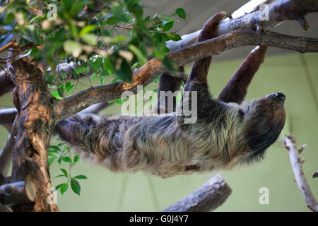 Deux doigts de Linné sloth (Choloepus didactylus), également connue sous le nom de southern deux-toed sloth au Zoo de Dresde, Saxe, Allemagne. Banque D'Images