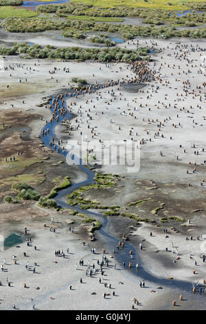 Manchot royal Aptenodytes patagonicus, jeunes & adultes en mue à courant d'eau fraîche, la plaine de Salisbury, la Géorgie du Sud en décembre. Banque D'Images