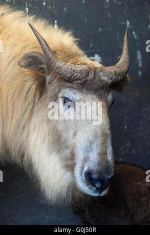 Golden Takin (Budorcas taxicolor bedfordi) à Dresde, Saxe, Allemagne Zoo. Banque D'Images