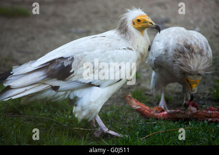 Percnoptère (Neophron percnopterus), également connu sous le nom de vautour charognard blanc au Zoo de Dresde, Saxe, Allemagne. Banque D'Images