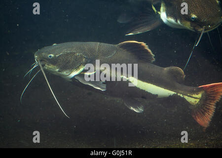 Phractocephalus hemioliopterus Redtail catfish () au Zoo de Dvur Kralove, République tchèque. Banque D'Images