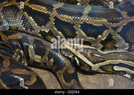 Python birman (Python bivittatus) au Zoo de Dvur Kralove, République tchèque. Banque D'Images