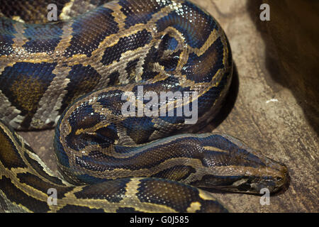 Python birman (Python bivittatus) au Zoo de Dvur Kralove, République tchèque. Banque D'Images