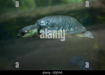 Tortue à nez de cochon (Carettochelys insculpta), également connu sous le nom de la tortue à la rivière Fly zoo Dvur Kralove, République tchèque. Banque D'Images