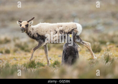 Le renne Rangifer tarandus, marcher sur la lande avec onlooking King penguin, Saint Andrew's Bay, la Géorgie du Sud en janvier 2014. Banque D'Images