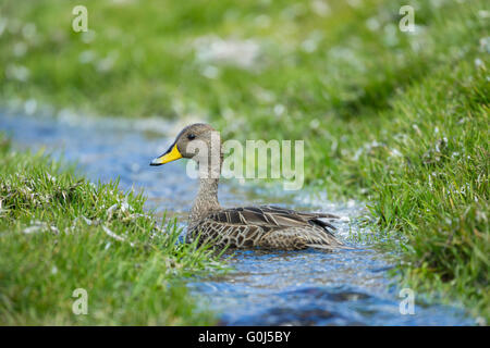 Canard pilet Anas georgica Géorgie du Sud georgica, adulte, natation en flux étroit, Fortuna Bay, la Géorgie du Sud en décembre. Banque D'Images