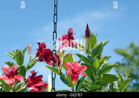 Dipladenia, Mandevilla-Hybride Banque D'Images