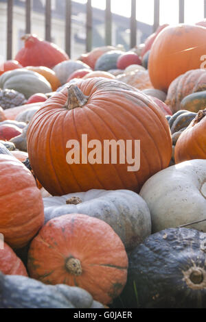 Pepo Cucurbita maxima et différentes citrouilles des citrouilles chasse d'automne Banque D'Images