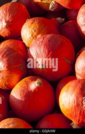 Roter rouge citrouille cucurbita Hokkaido pumpkins de chasse d'automne Banque D'Images