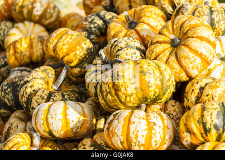 La foudre doux citrouille citrouille cucurbita micro-ondes à partir de l'automne Banque D'Images