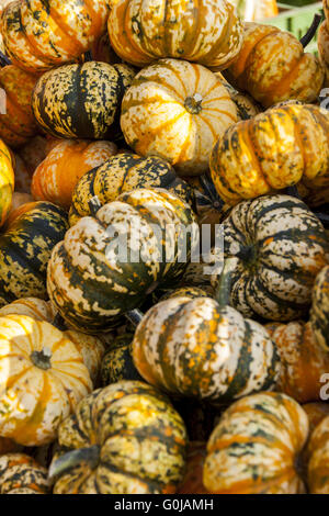 La foudre doux citrouille citrouille cucurbita micro-ondes à partir de l'automne Banque D'Images