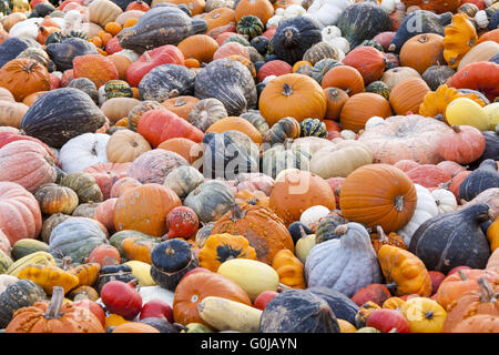 Pepo Cucurbita maxima et différentes citrouilles des citrouilles chasse d'automne Banque D'Images