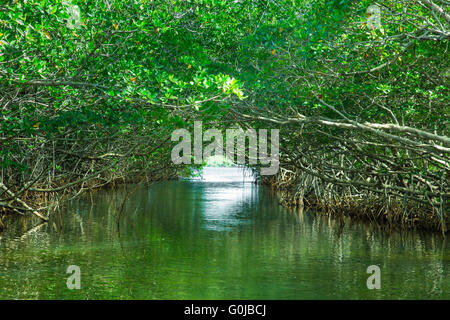 L'éco-tourisme droit des mangroves au Parc National des Everglades en Floride USA Banque D'Images