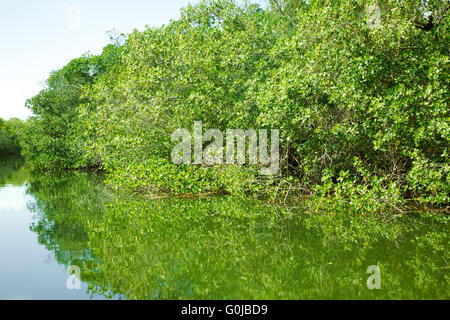 L'éco-tourisme droit des mangroves au Parc National des Everglades en Floride USA Banque D'Images