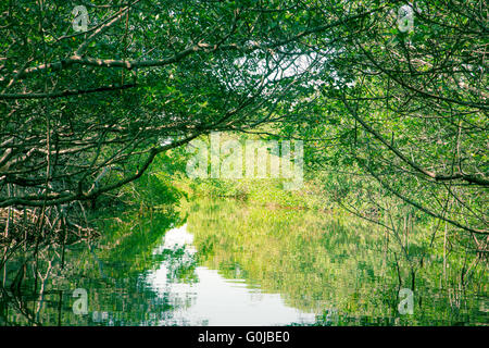 L'éco-tourisme droit des mangroves au Parc National des Everglades en Floride USA Banque D'Images