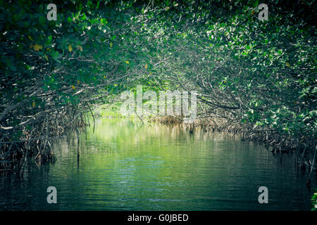 L'éco-tourisme droit des mangroves au Parc National des Everglades en Floride USA Banque D'Images