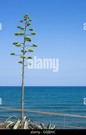 Agave à proximité du littoral de la mer Méditerranée à Llafranc, Palafrugell, Catalogne, Espagne Banque D'Images