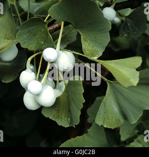 Ginkgo biloba Banque D'Images